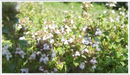 Close-up of Summerdreams Spicy Thyme Plant