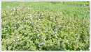 Summerdreams Spicy Thyme Plant