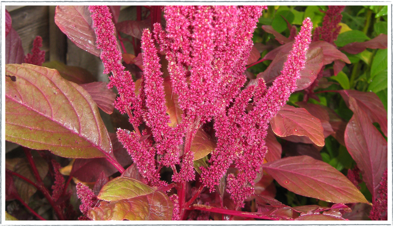 Amaranth (Amaranthus tricolor)