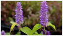 Anise-hyssop