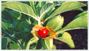 Ashwagandha herb plant