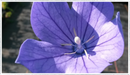 Balloon-flower