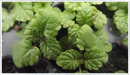 Lemon Balm Herb Plant