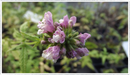 Balm-of-gilead