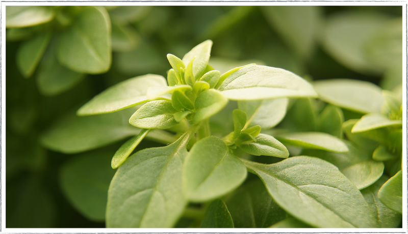 Basil-Greek