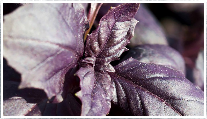 Basil-purple