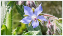 Borage