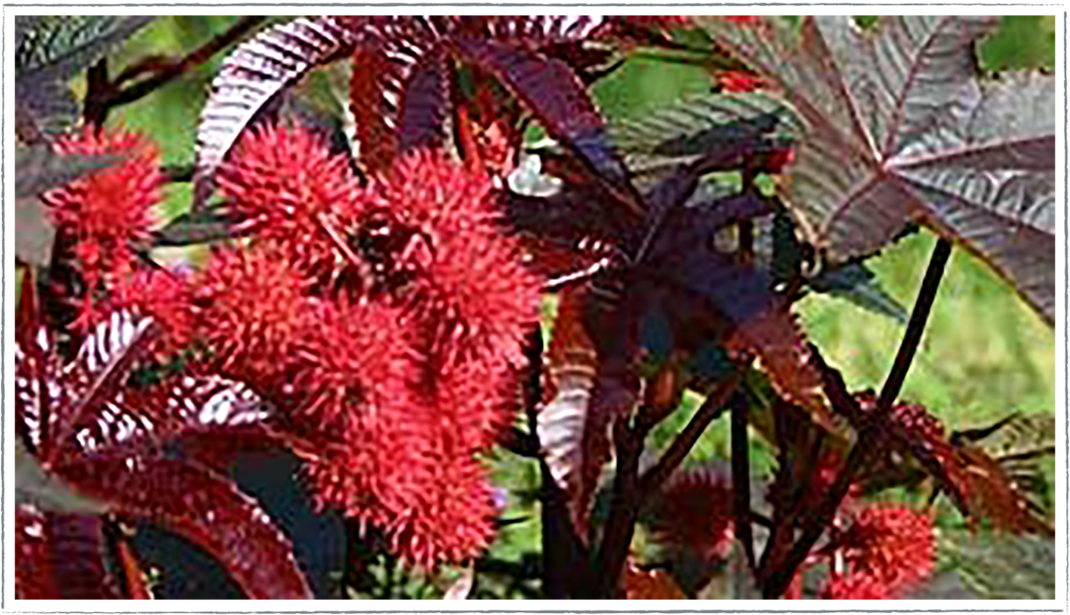 Buy Castor Oil Plant Plants Online from £3.40