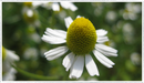 Chamomile-German