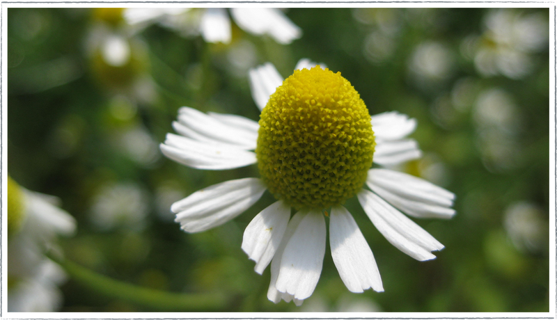 Chamomile-German