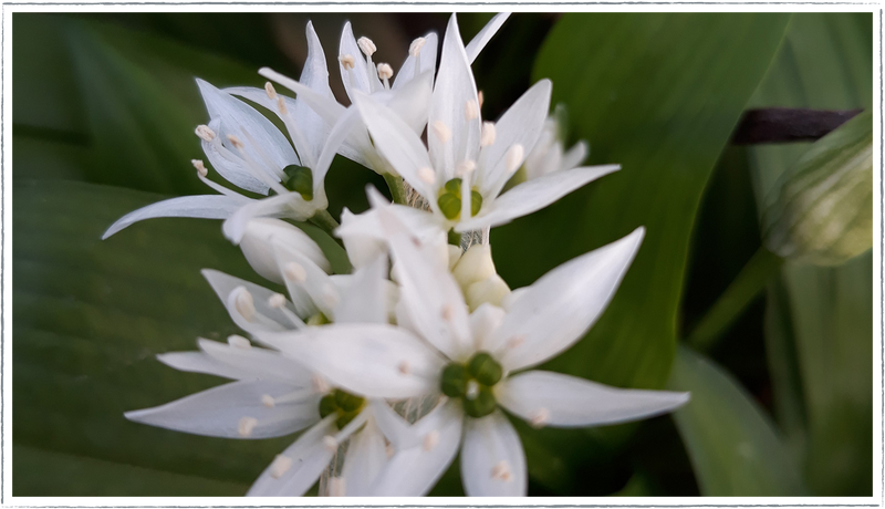 Garlic chives (Allium tuberosum)