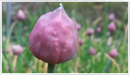 Chives
