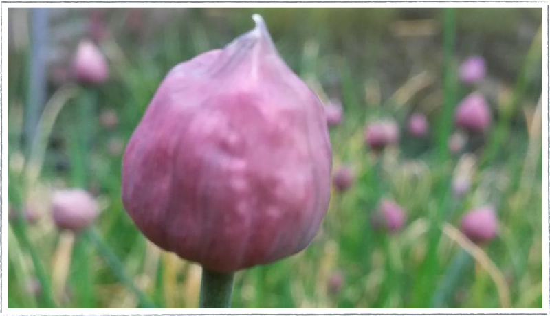 Chives (Allium schoenoprasum)