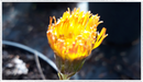 Coltsfoot