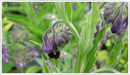 Comfrey
