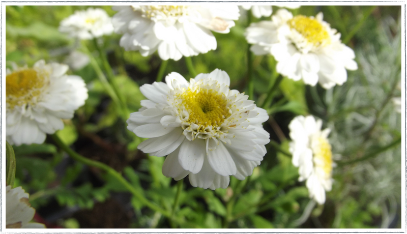 Feverfew-double-flowered