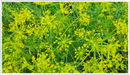 Dill (Anethum graveolens)