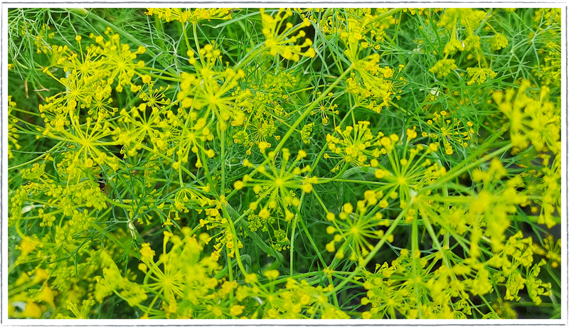 Dill (Anethum graveolens)