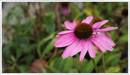 Echinacea
