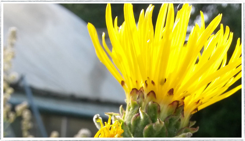 Elecampane