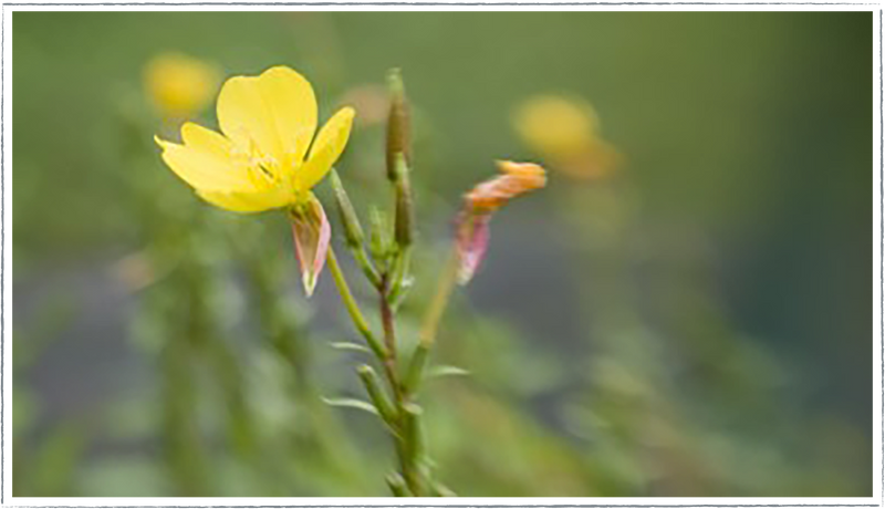 Evening-primrose