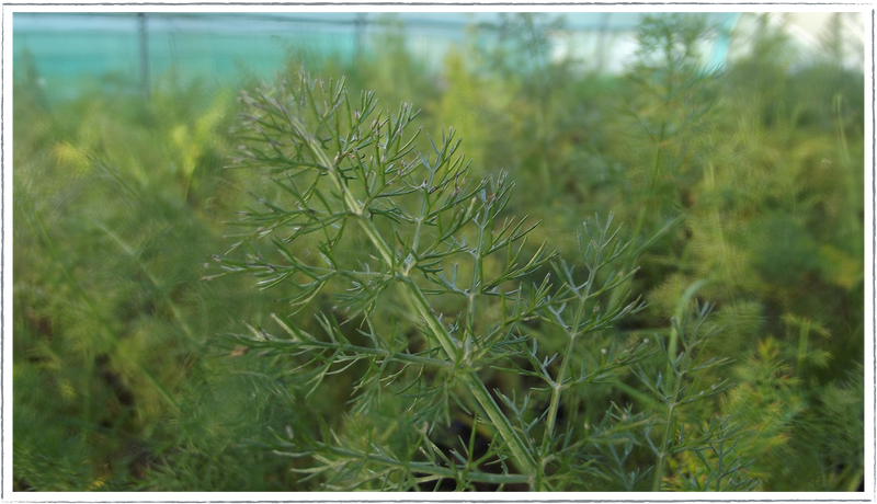 Fennel-bronze