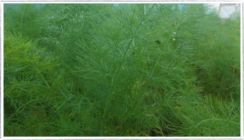 Fennel-green