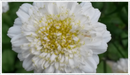 Feverfew-double-flowered