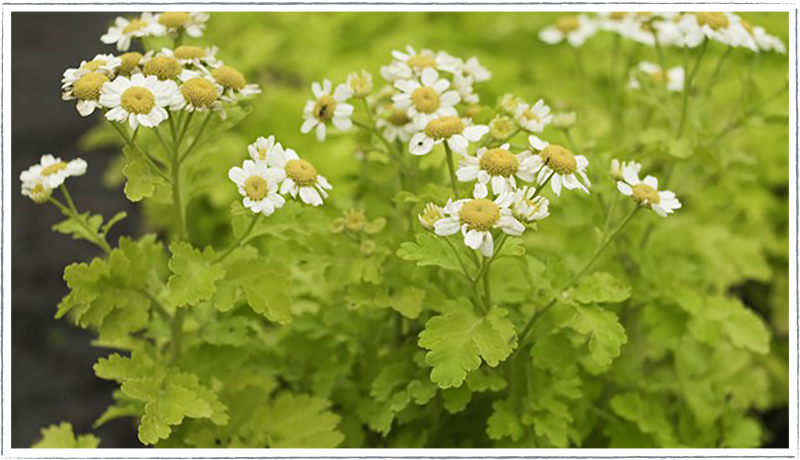 Feverfew-golden