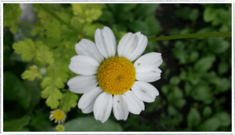 Feverfew-wild