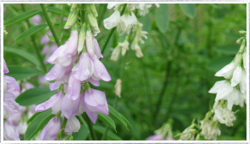 Goats-rue