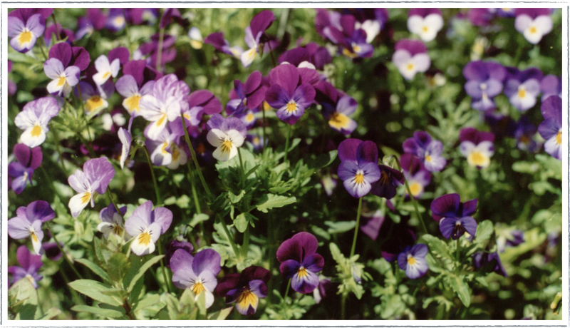 Heartsease