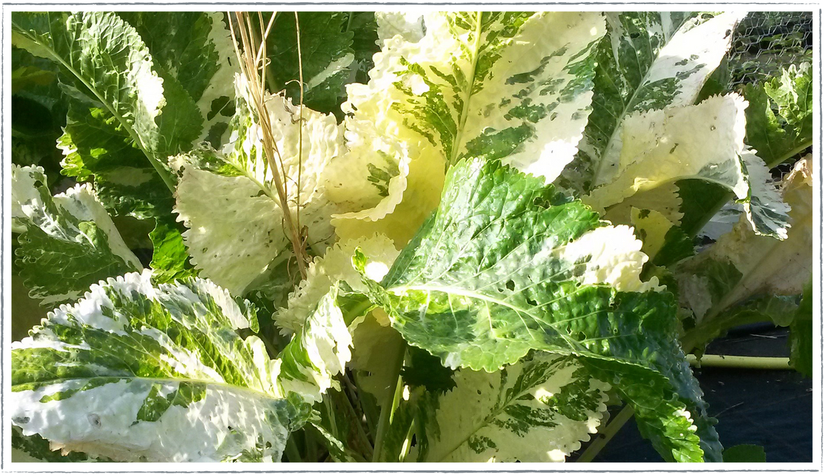 Buy Variegated Horseradish Plants Online from £3.60
