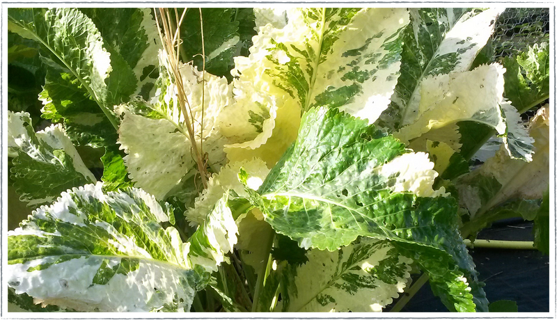 Horseradish-variegated