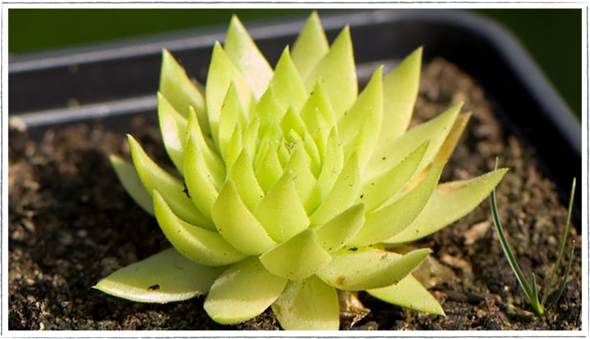 house leek plants for sale Buy Houseleek Plants Online from £3.40
