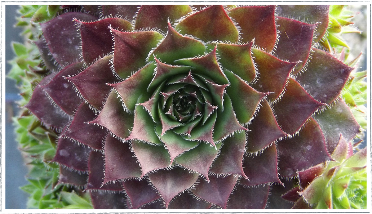 Buy Houseleek Plants Online from £3.40