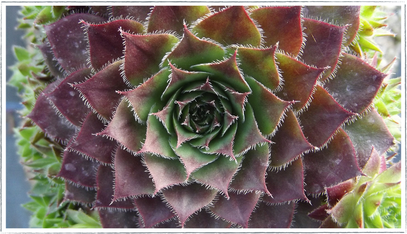 house leek plants for sale Buy Houseleek Plants Online from £3.40