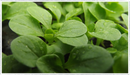 Lambs Lettuce (Valerianella locusta)