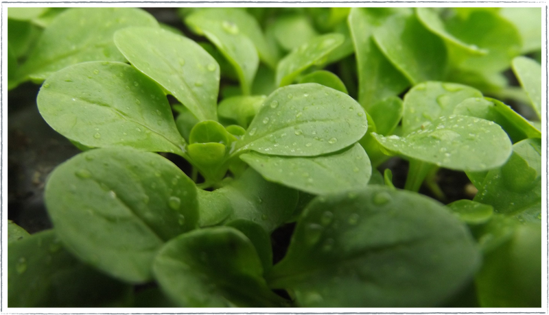 Lambs Lettuce (Valerianella locusta)