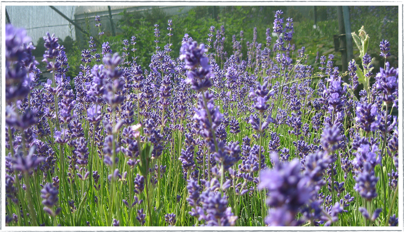 Lavender-Hidcote