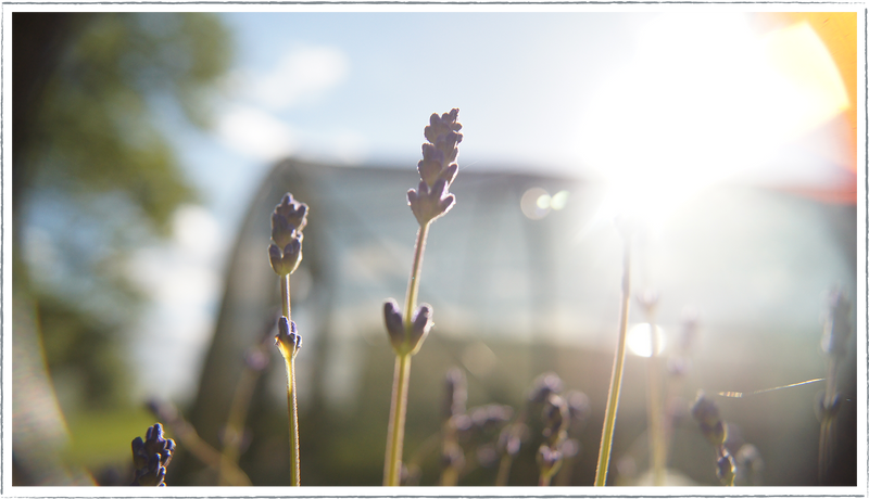 Lavender-munstead