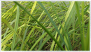 Lemon-grass