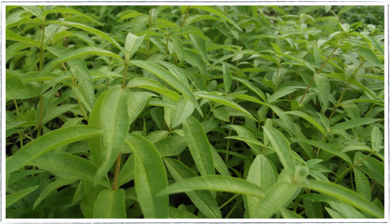 Lemon-verbena