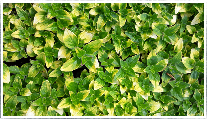 Marjoram-gold-tip