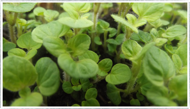 Marjoram-golden-curly