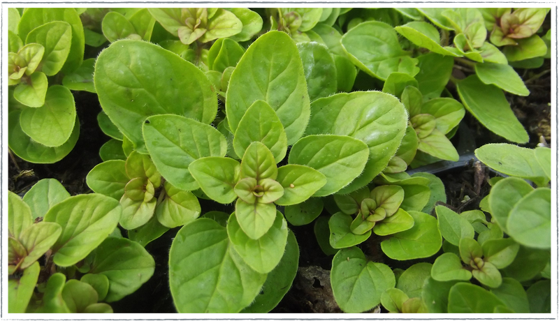 Marjoram-golden