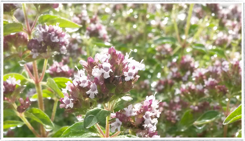 Marjoram-pot