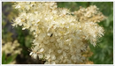 Meadowsweet