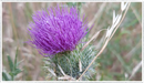Milk-thistle