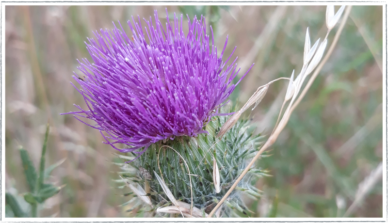 Milk-thistle